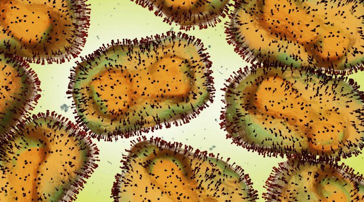 Picture of Monkey Pox virus under Microscope